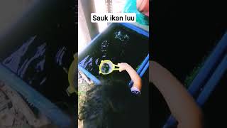 sauk ikan. #fish #fishstory #guppy