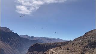 Condors in the Colca Canyon Peru