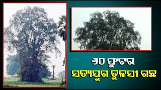 ସାଲେପୁର ନିକଟସ୍ଥ ଚିତ୍ରୋତ୍ପଳା ନଦୀ ପଠାରେ ରହିଛି ଏହି ତୁଳସୀ ଗଛ || Knews Odisha || Knews Odisha