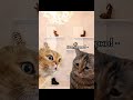 Ты опять скупила магазин топ топчик рекомендации кот рек cat котик котики котики прикол