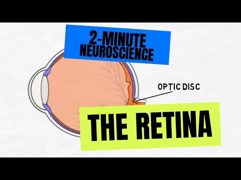 What is the function of rods in eye?