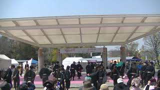 和歌乱2018(2019)　心晴　4月6日　京都さくらよさこい　梅小路会場