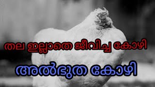 Mike the headless chicken | തല ഇല്ലാതെ ജീവിച്ച ലോകത്തിലെ ആദ്യ കോഴി