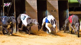 Ireland Greyhounds Racing - Track Race