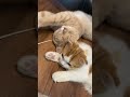 仲良くお昼寝中🐈🧺𓂃 猫 ねこのいる生活 ねこ部 ねこすたぐらむ