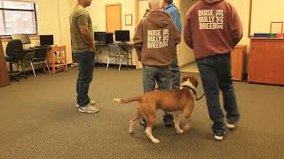 Mikey performs his final CGC test at the PAWS training program!