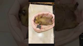 Sleeping Adorable Pet Marmot: The Cutest Nap Ever!#cutepets #cute #marmot #marmota #cuteanimals