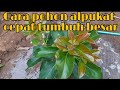 CARA POHON ALPUKAT CEPAT TUMBUH BESAR