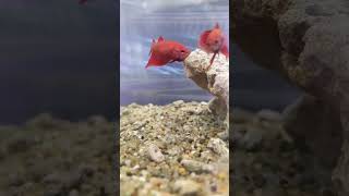 [ Female Fighting Fish ] 母鬥魚 母斗鱼