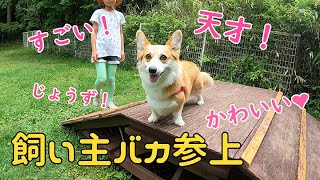 初めてアジリティやったけど褒めまくったら意外とできる尻尾ありコーギー♪