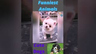 Funniest Animals Videos 2022 | Best Funny Animals | Wild&Pet Animals