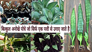 बिल्कुल अनोखे 14 पौधे जो सिर्फ एक पत्ती से उगाए जाते है/Plant Grow From Single Leaf/Permanent Plants