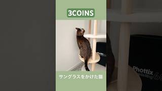 3COINSのサングラスと猫　#shorts   #cat　#スリーコインズ