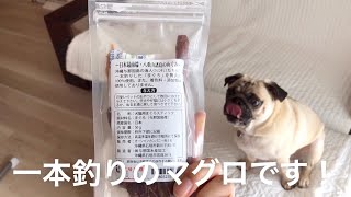 石垣島のお土産 マグロのおやつを頂きます♩pug