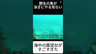 海中にある展望台がすごすぎる【沖縄】#ブセナ海中公園 #魚 #観光地 #冬 #熱帯魚