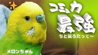 【コミュ力最強！！】おしゃべりインコメロンちゃん