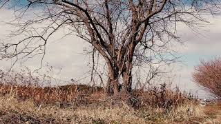 Japanese Beautiful Withered Tree