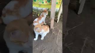 フィリピンの子猫と子鳥　2023年10月12日 #フィリピンの野良猫