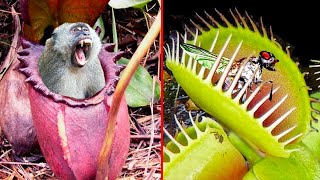 15 Scary Plants That Eat Animals