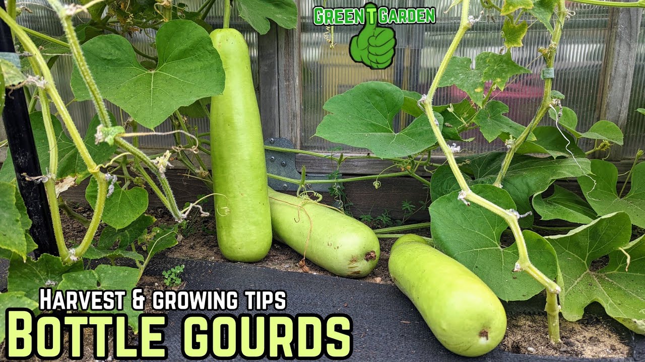 Bottle Gourd - Harvesting And Growing Tips #gourd - YouTube