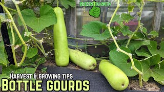 Bottle Gourd - Harvesting and Growing Tips  #gourd