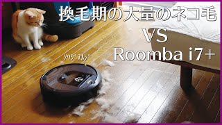 【Roomba】換毛期の大量のネコ毛 VS ルンバi7+【マンチカン】