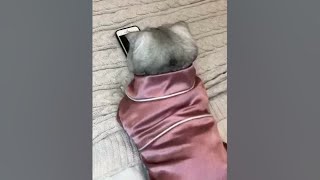 もちまる - 朝から猫が何か訴えてくるのでついていったらまさかの展開に… #229