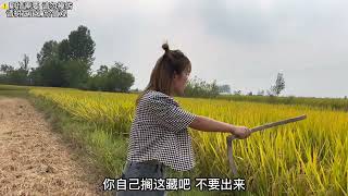 Xiaobo was intentionally lazy and didn't want to work, so he hid in the rice fields to scare Yueyue