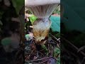 cleaning gomphidius glutinosus gomphidiusglutinosus mushroomforaging howtocleanmushrooms