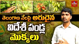 Rare fruit plants in Telangana | తెలంగాణ నేలపై అరుదైన విదేశీ పండ్ల మొక్కలు | hmtv Agri