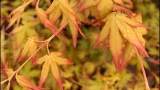 GOLDEN FALLS JAPANESE MAPLE