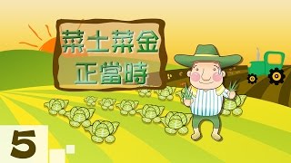 種出綠金！高麗菜品種多