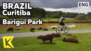 【K】Brazil Travel-Curitiba[브라질 여행-쿠리치바]바리귀 공원의 카피바라/Capivaras/Barigui Park