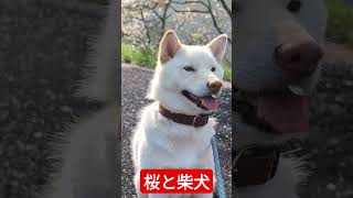 桜と柴犬