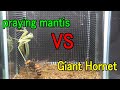 Praying mantis vs. Giant hornet.