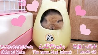 うさぎの赤ちゃん１ヶ月半パパの真似