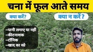 चना में फूल आते समय क्या करें | क्या न करें | insecticide | tonic | khad | spray