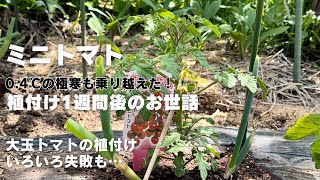 【トマト栽培】植え付け後、0.4℃の極寒も乗り越えた！植え付け1週間後のお世話／大玉トマトの植付け、失敗だらけで前途多難…【家庭菜園】