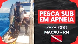 Pesca Submarina Apneia | Várias Capturas | Papalodo Dedo Nervoso #pesca #pescasub #pescasubmarina