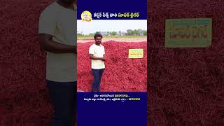 గత ఏడాది కంటే పెట్టుబడి తగ్గింది #shorts #reels #agriculture #chillifarming #farming