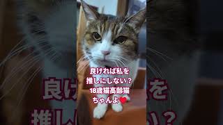 今推しがいないそこの君！！！18歳高齢猫ちゃんを推しにしない？♥ #高齢猫 #猫動画#猫のいる暮らし #ねこ