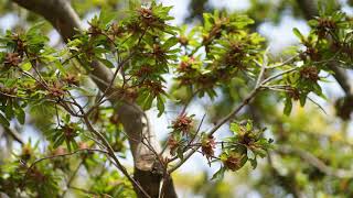 【４ｋ映像】桜、植物、どんぐり　6分30秒スライドショー