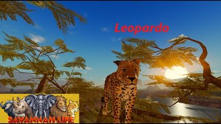 Savannah Life. 7# (Jogando de Leopardo)