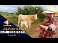 DEJEMOS QUE LAS VACAS NOS DIGAN que tan bueno es el nopal como alimento