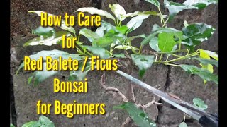 How to care for Red Balete / Red Ficus for beginners