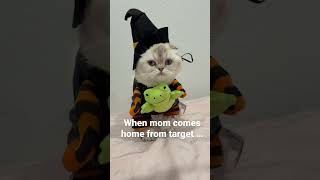 Target haul #halloween  #pets #cats #shorts  #target