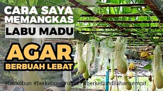 Cara Saya Memangkas Labu Madu Agar Berbuah Lebat & Besar || My Method for Pruning Butternut Squash