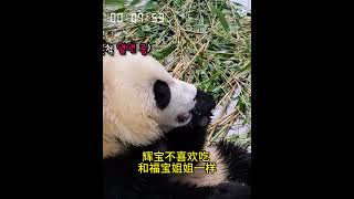 11.18姜爷爷种的有机胡萝卜丰收了，爱宝睿宝乐宝都喜欢吃，辉宝不喜欢吃，和福宝姐姐一样随手就扔了 #판다 #cutepanda #大熊猫