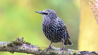 chants et cris de l'étourneau sansonnet HD/ songs \u0026 calls common starling