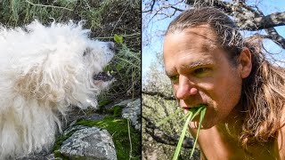 SURVIVAL FOOD: 5 Edible Wild Plants and One to Avoid